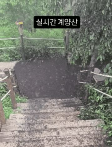 인천 계양산에 러브버그 떼가 대량 출몰했다. /인스타그램 kimlark34