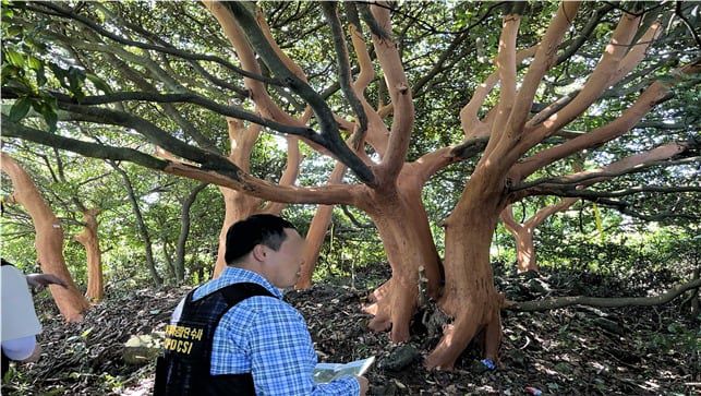 제주 서귀포시 표선면 성읍리 임야에서 발견된 껍질이 벗겨진 후박나무./제주도자치경찰단
