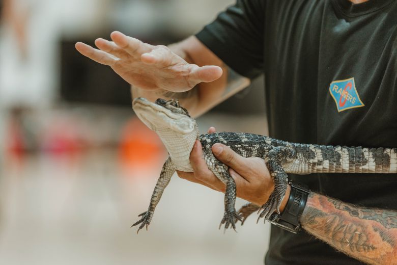 미군 내 유일무이한 파충류 전담 부대에서 '교보재'로 활용되고 있는 새끼 악어./미 육군