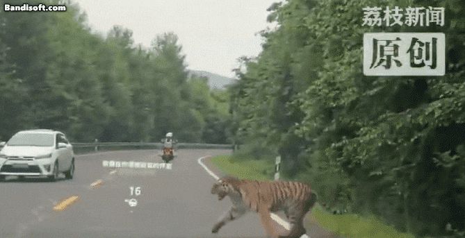 중국 국도에 출몰한 백두산 호랑이./ 엑스