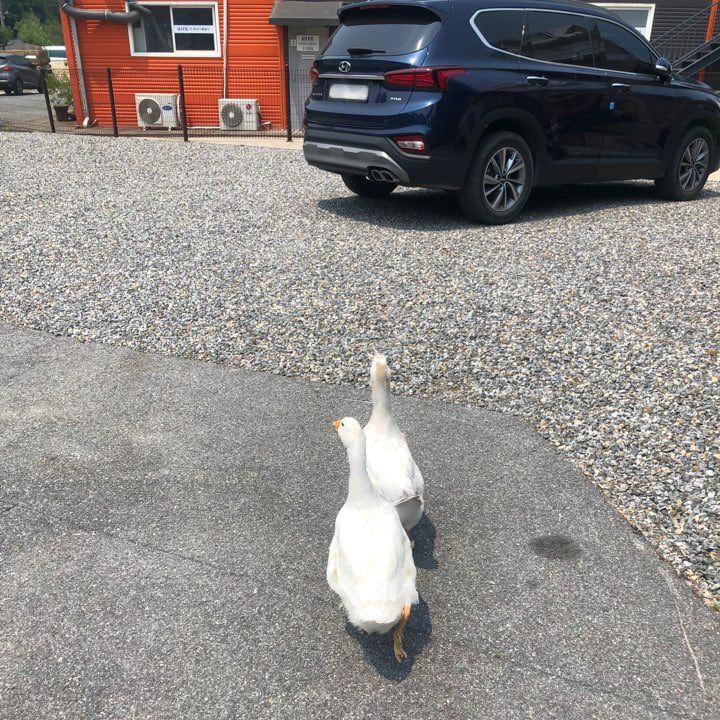 경기 평택의 한 철강공장에서 거위 두 마리가 공장 마당을 순찰하듯 돌아다니는 모습. /독자제공