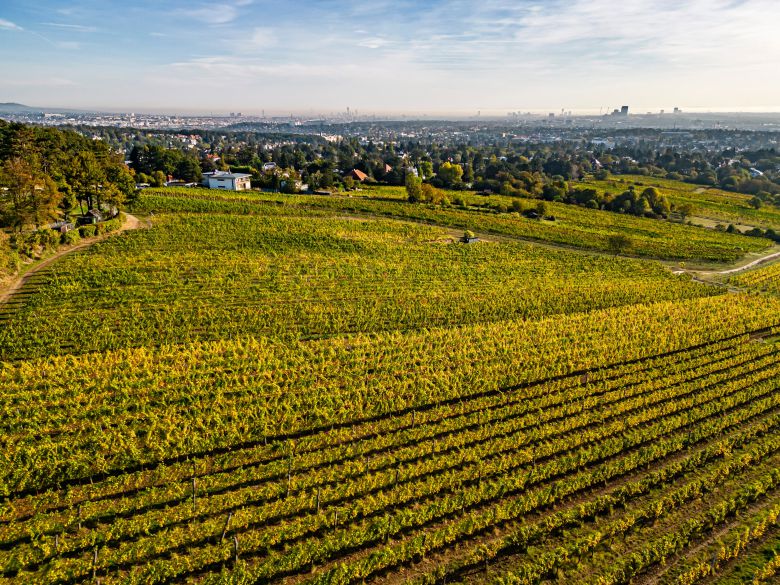 스테판 푹스-슈타인클라머 와이너리의 포도밭 /빈 관광청