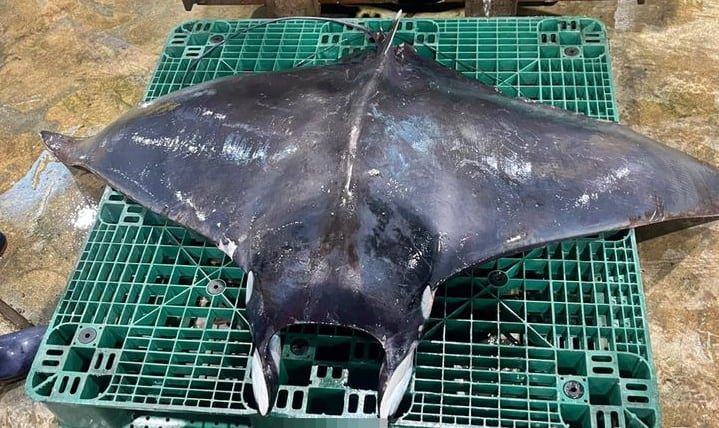 지난 7일 제주 모슬포 해역에서 멸종위기종이자 열대바다에 서식하는 만타가오리가 잡혔다. 해당 만타가오리는 제주대학교 측에 연구용으로 기증됐다./뉴시스