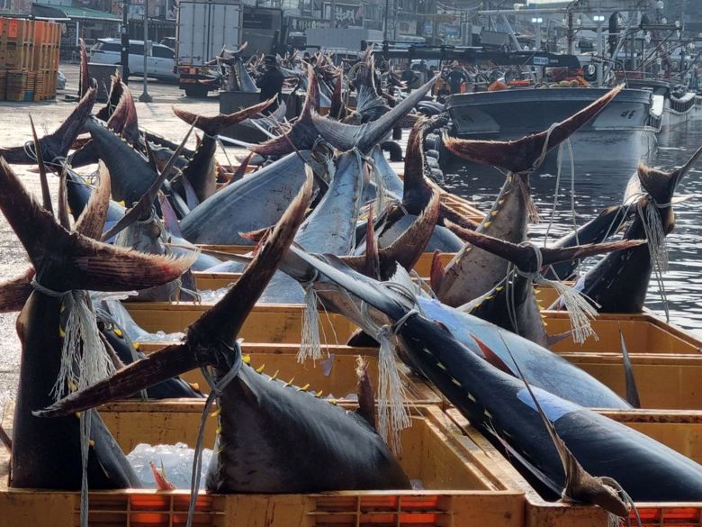 8일 경북 영덕군 강구항에서 어민들이 강구 앞 바다에서 잡힌  대형 참치들을 위판하기 위해 준비하고 있다. 참치들은 연안에서 약 20km 떨어진 곳에 쳐 둔 정치망 그물에 잡혔다. /뉴스1