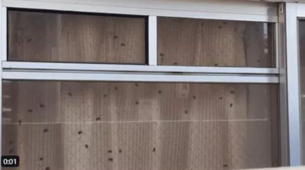 일본 청소 업체가 공개한 고독사 추정 현장의 창문 모습. 마찬가지로 창문에 파리가 대량 붙어 있다. /오소우지야상