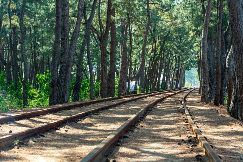 An old railway line runs through the pine forest at Wonpyeong Beach, where the Samcheok Ocean Rail Bike occasionally passes by./Kim Yong-jae