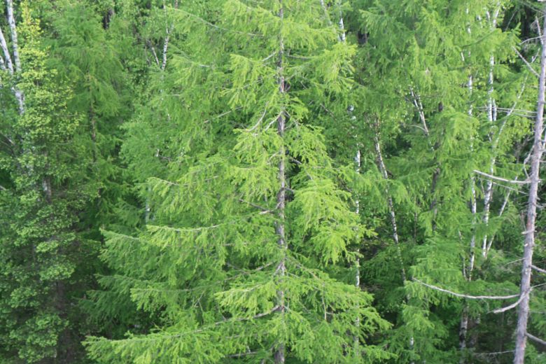 백두산 잎갈나무.