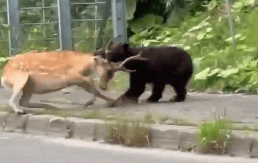 사슴 사냥하는 곰./ 엑스