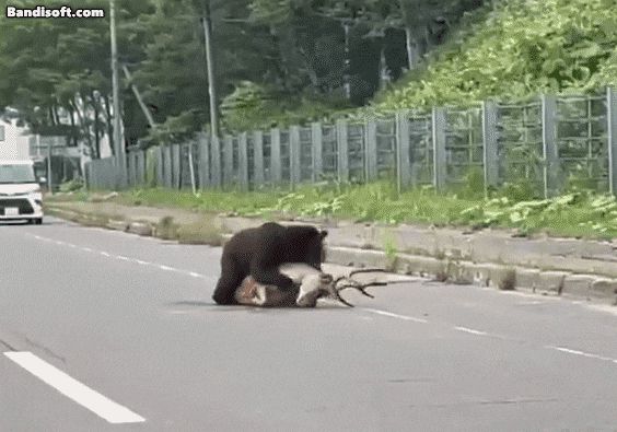 지난 27일 일본 홋카이도의 한 국도에서 사슴을 사냥하는 곰./ 엑스(X)