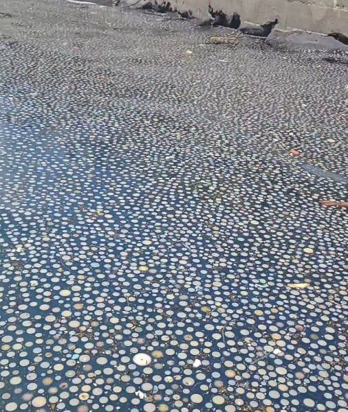 제주 해안가에 출몰한 해파리떼./인스타그램