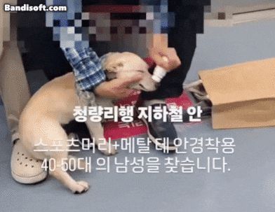 한 남성이 지하철 객실에서 반려견에게 물파스를 바르고 있다./동물보호단체 케어