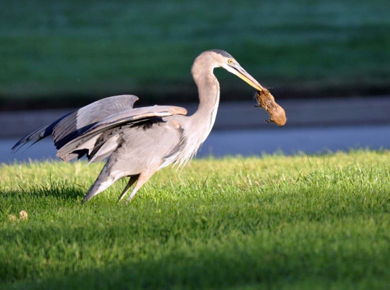 왜가리가 쥐사냥에 성공해 부리로 물고 있다./U.S. Air Force photo/Linda Welz