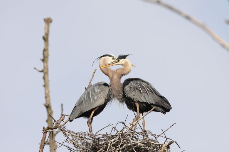 둥지에 핝은 한쌍의 왜가리의 목이 하트 모양을 만들어내고 있다. /National Park Service