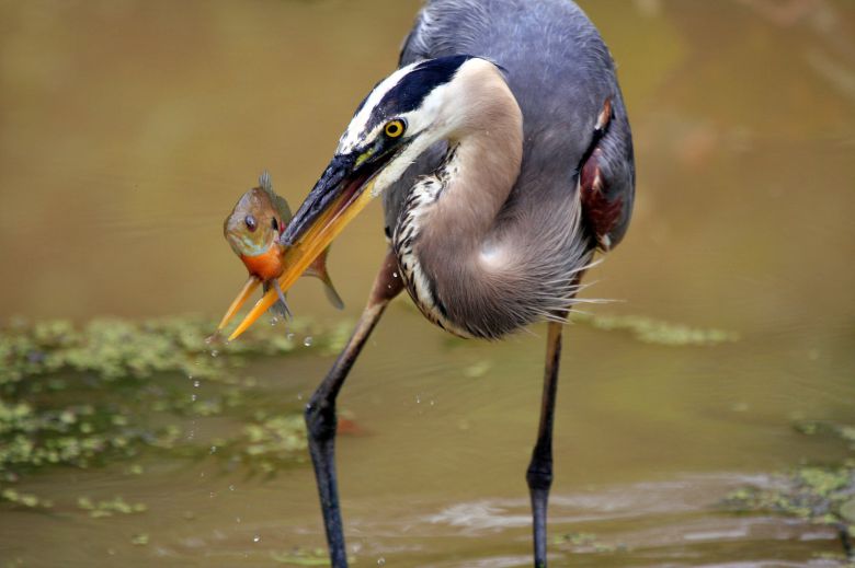 왜가리가 부리로 물고기를 꿰어 사냥하고 있다./Natioanal Park Service