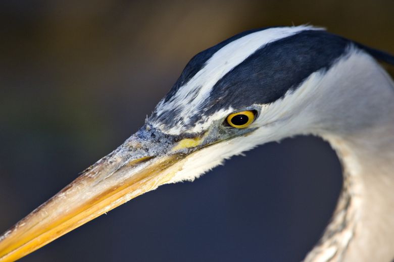 왜가리의 머리를 클로즈업한 장면. 구부린 목은 최고의 살상병기이다./National Park Service