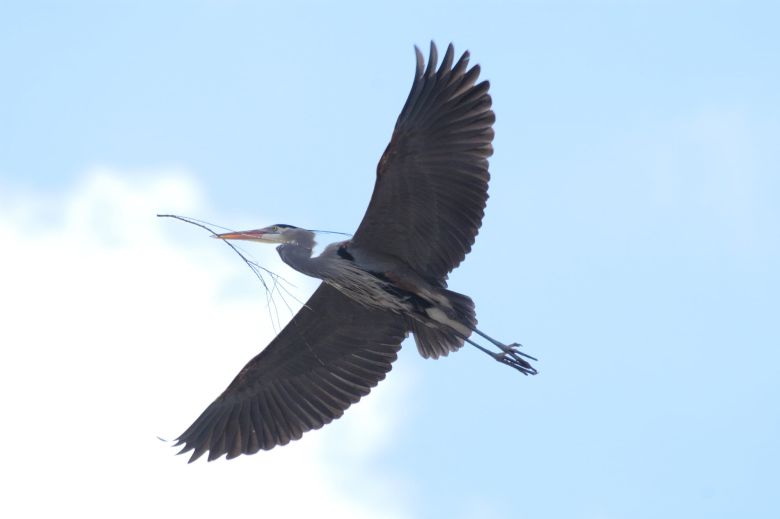 둥지 재료 나뭇가지를 입에 문 왜가리가 특유의 목을 구부린 비행자세로 날고 있다./National Park Service