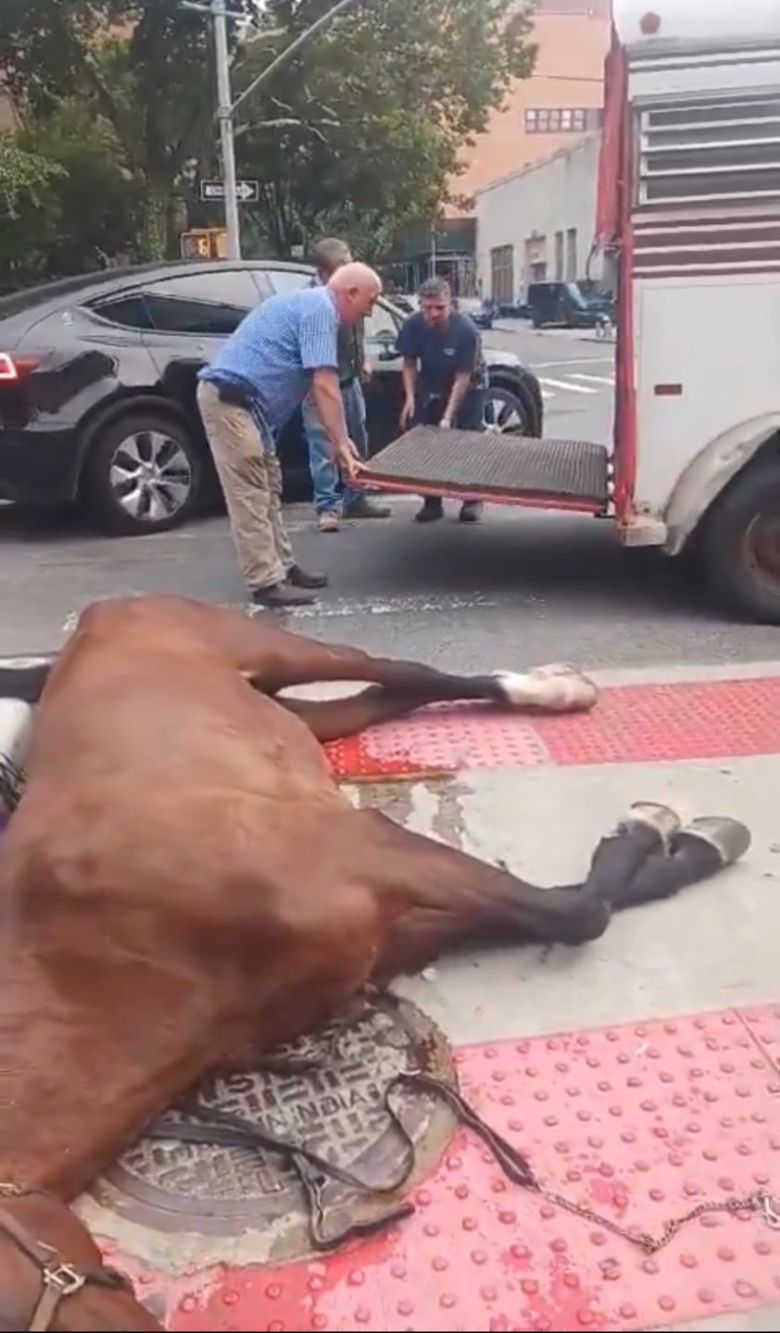 6일 오후 센트럴파크에서 마차를 끄는 말이 마구간으로 돌아가던 중 도시 한복판에서 쓰러져 사망했다./X