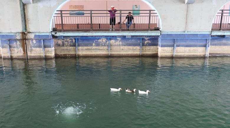 26일 서울 송파구 석촌호수위에서 오리가 헤엄치고 있다. 과거 석촌호수는 녹초라떼로 썩은 호수였으나 2021년 8월부터 송파구와 롯데, 젠스라는 국내 중소기업이 함께 수질 정화 작업을 벌이면서 5년째 맑은 1-2급수 수준을 유지하고 있다. /고운호 기자