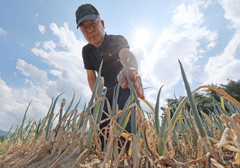 8월 31일 강원도 강릉시 구정면의 한 밭에서 농민이 가뭄에 말라죽어가는 대파를 만지고 있다./장경식 기자