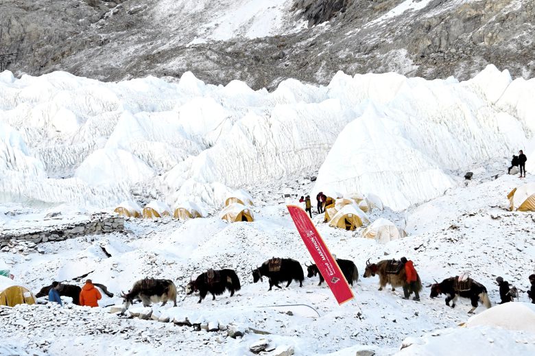 에베레스트 베이스캠프를 오가며 짐을 나르는 야크들. 에베레스트 등정팀이나 마라톤 준비에 없어서는 안되는 절대적인 존재다. /정병선 기자