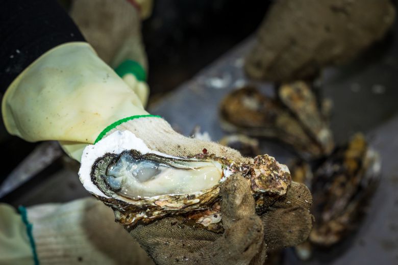 바다 내음 물씬 풍기는 진득한 통영산 생굴. /이건송 영상미디어 기자