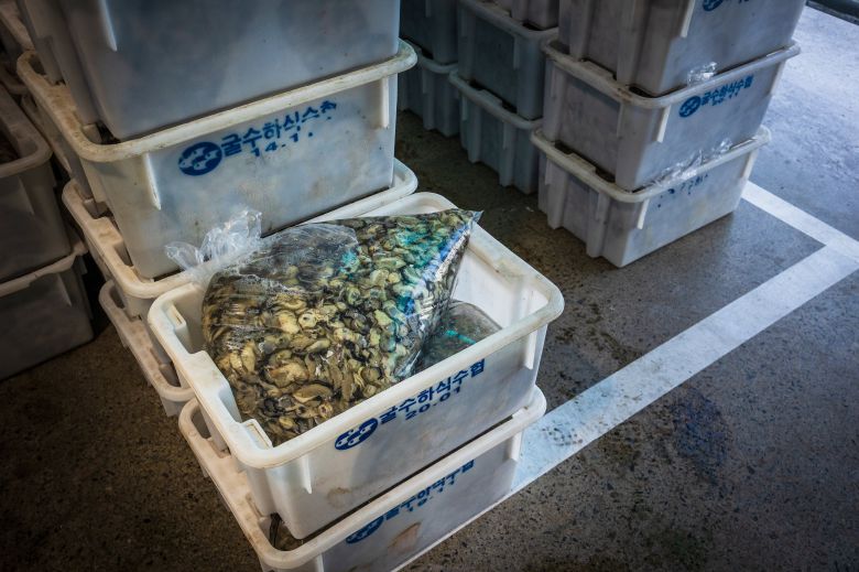 고수온 등으로 생산량이 급감했던 지난해와 달리 올해는 비교적 안정적인 해수 온도와 영양염(무기영양소) 공급으로 생산량이 예년보다 약 20% 늘 것으로 통영 굴수하식수협(굴 수협)은 예상한다. /이건송 영상미디어 기자