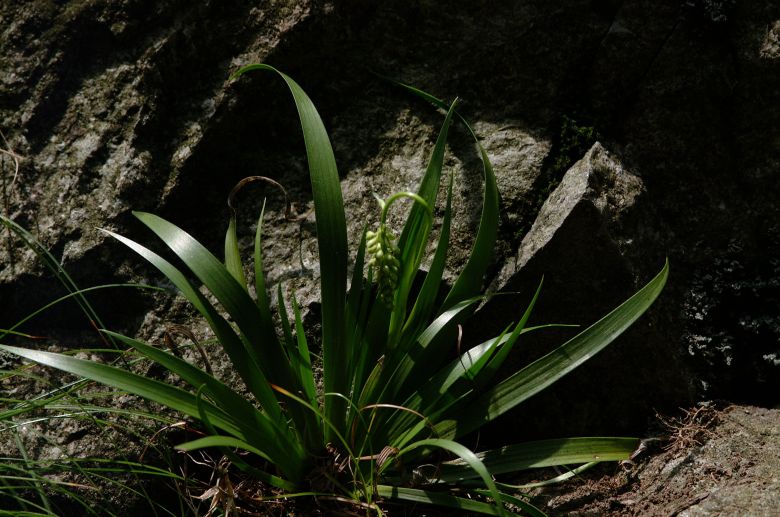 신종 '울릉꽃장포'. /국립생물자원관