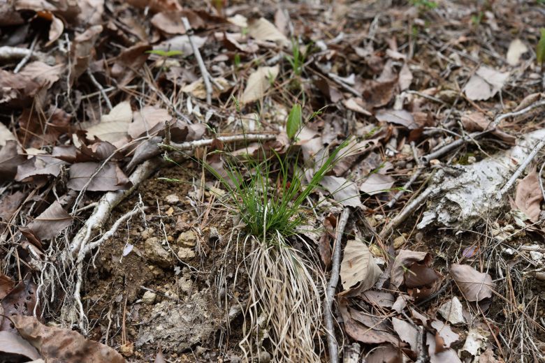 신종 '좀목포사초'. /국립생물자원관