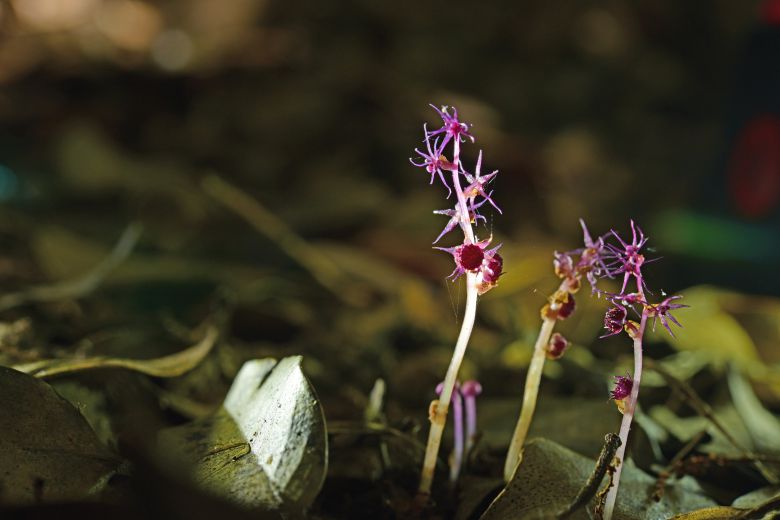 긴영주풀. /국립산림과학원 난대·아열대산림연구소