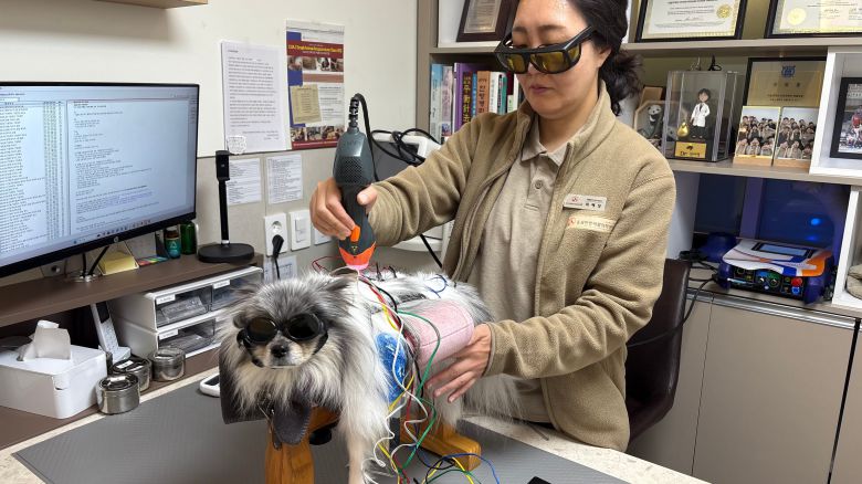 서울 강남구에 있는 동물재활치료센터에서 포메라니안 마지아(4)가 레이저 치료를 받고 있다./조민희 기자
