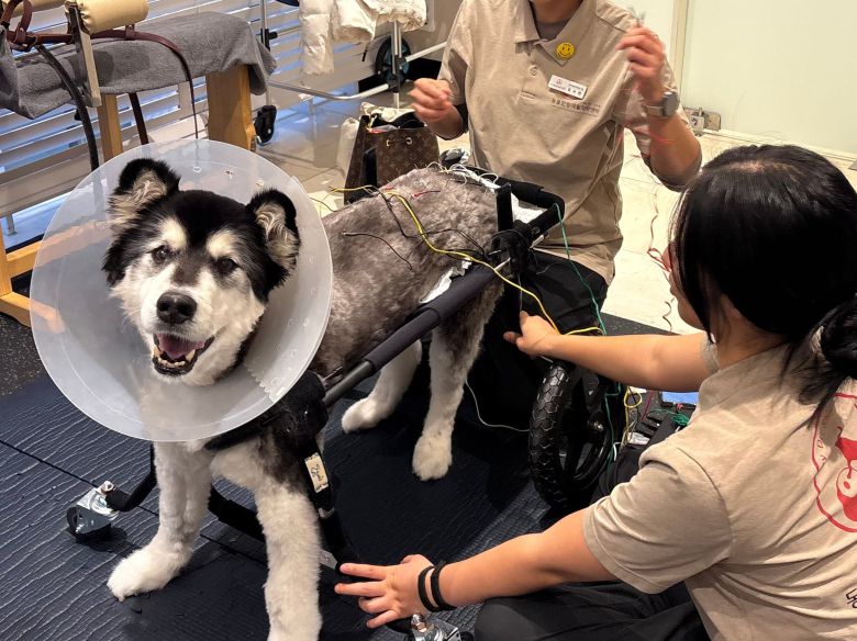지난달 21일 서울 강남구에 있는 동물재활치료센터에서 알라스카 말라뮤트 띵동(14)이가 대형견 전용 휠체어에 앉아 있다./조민희 기자