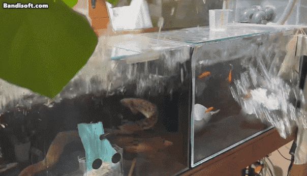 규모 7.5의 지진이 발생한 지난 8일 일본의 한 가정집 어항 물이 흔들리고 있다./엑스(X·옛 트위터)