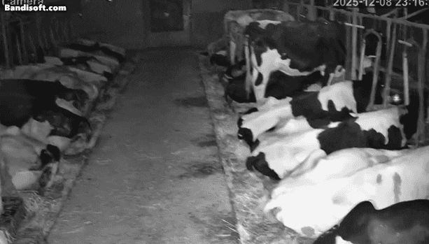 규모 7.5의 지진이 발생한 지난 8일 일본의 한 축사에서 흔들림에 놀란 젖소들이 일시에 일어나는 모습./엑스(X·옛 트위터)