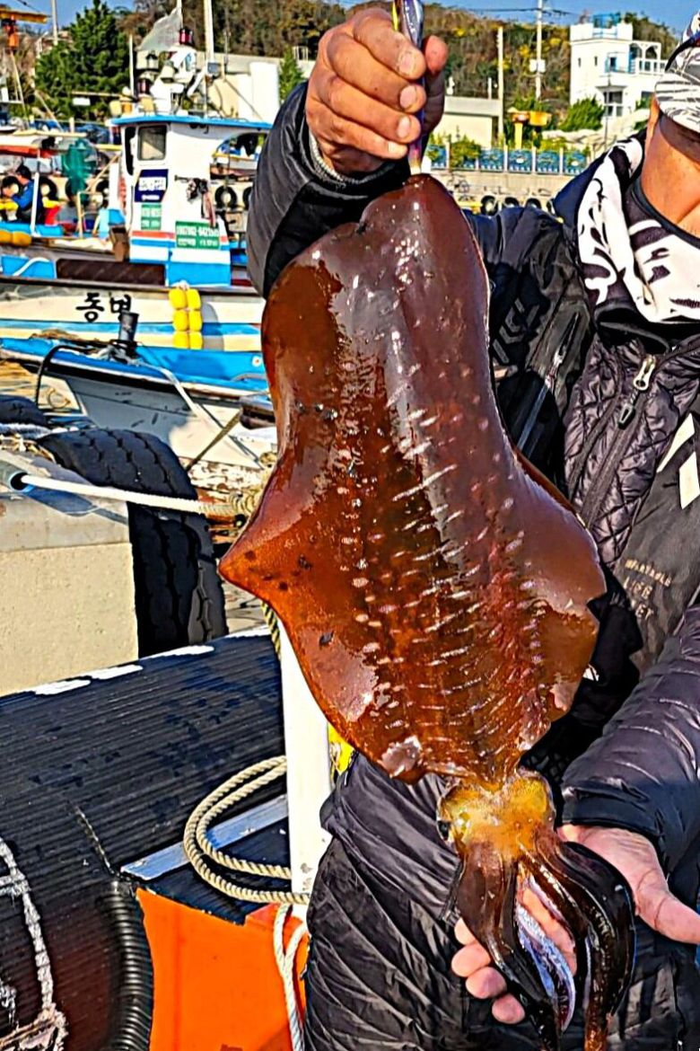 낚시로 잡아 올린 무늬오징어.