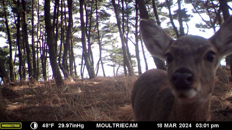 인천 옹진군 굴업도 사슴/기후에너지환경부