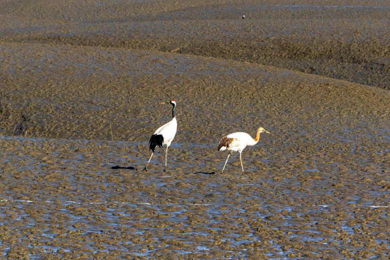 동검도는 겨울 철새 두루미가 찾는 지구상 최남단 월동지로 알려져 있다. 갯벌에 물이 빠지자 두루미가 먹이를 찾기 위해 나섰다. / 이신영 영상미디어 기자