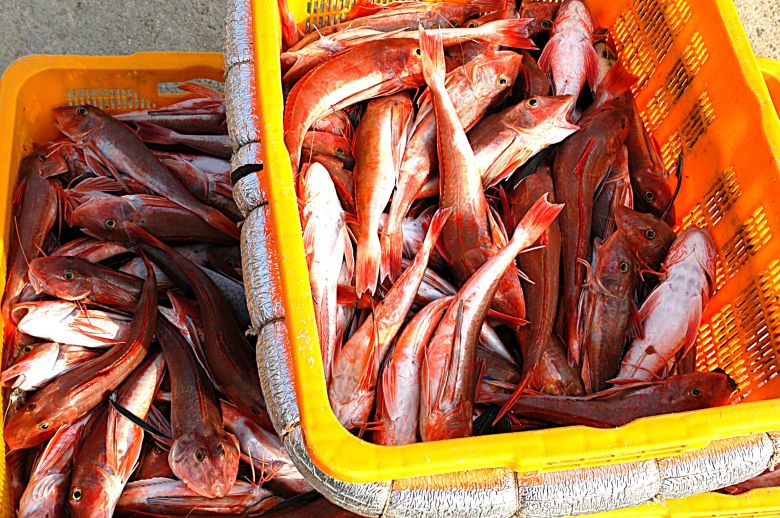 거문도에서 잡아 올린 장대.