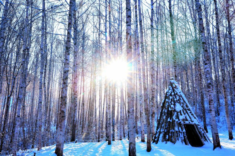 강원 인제군 원대리 자작나무숲의 일출. /인제군