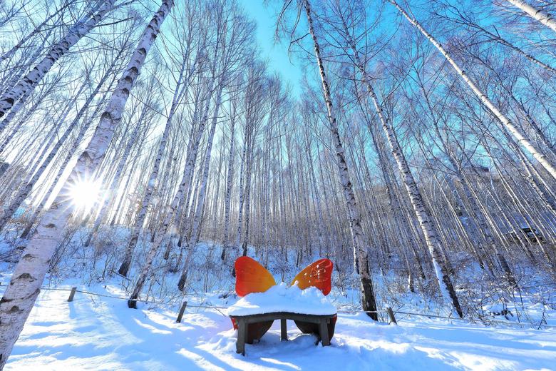 강원 인제군 원대리 자작나무숲 일대가 전날 내린 눈으로 환상적인 겨울 풍경을 자랑하고 있다. /인제군