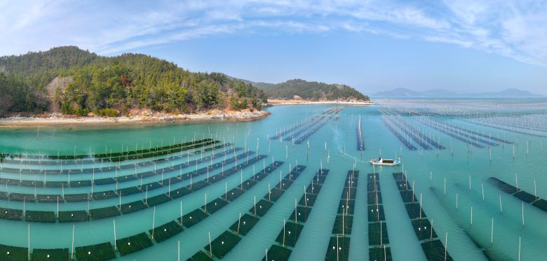 전남 장흥군 대덕읍 앞바다 매생이밭이 그림같이 펼쳐졌다. 장흥 매생이는 전국 생산량의 대부분을 차지하고 있다./김영근 기자