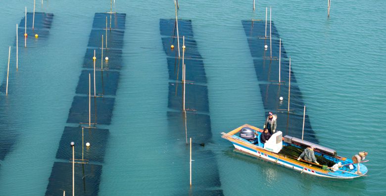 12월부터 2월 사이에만 채취되는 매생이는 청정 해역에서만 자란다. 올해 장흥 지역 매생이는 예년 수준의 작황을 보이고 있다./2026.1.18. 김영근 기자