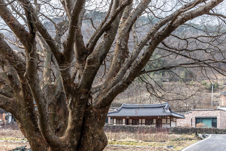 '김용택의 작은 학교'란 간판이 보이면 "김용택이 있는 곳"이다. 보호수인 느티나무 너머 김용택 생가이자 집필실인 '회문재'가 보인다. 오른쪽 단층집은 김용택의 서재다. / 이신영 영상미디어 기자