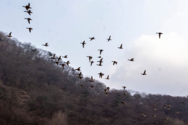 김용택 시인의 집 앞으로 날아가던 철새 무리. 겨울마다 새로운 새들이 찾아와 매년 새로운 즐거움을 선사한다. / 이신영 영상미디어 기자