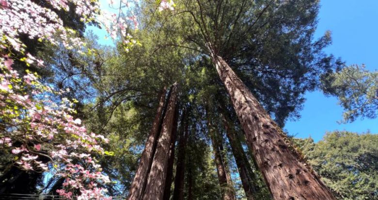 엔비디아가 생태, 기후 위기를 위한 인공지능 활용 사례를 공개했다 / 출처=엔비디아