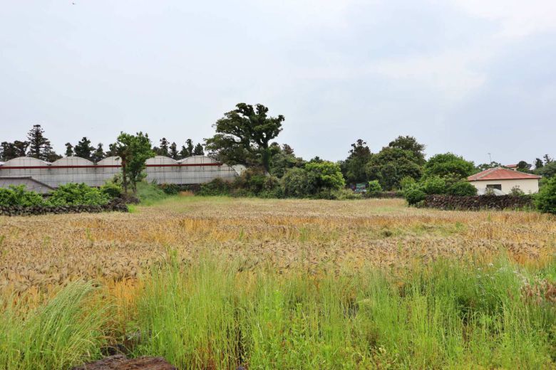 호연팜이 제주시 애월읍에서 직접 재배하는 제주 흑보리의 모습 / 출처=IT동아