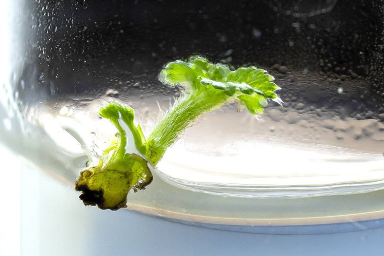 딸기 생장점 배양을 진행 중인 이미지 / 출처=초롱팜바이오