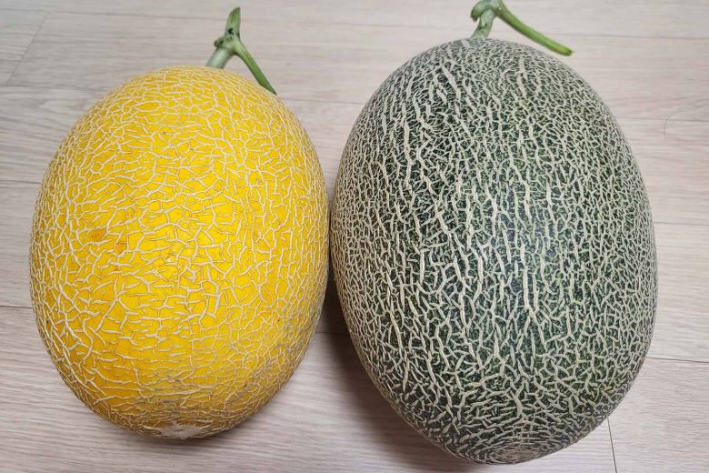 그린씨드의 독점 품종인 하미과(좌) / 출처=그린씨드