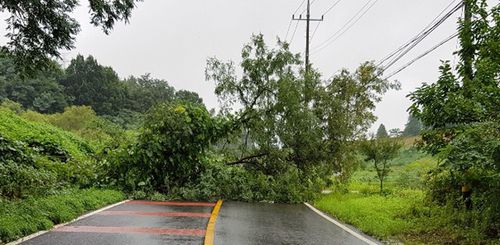 도로 가로막은 나무[독자 제공]