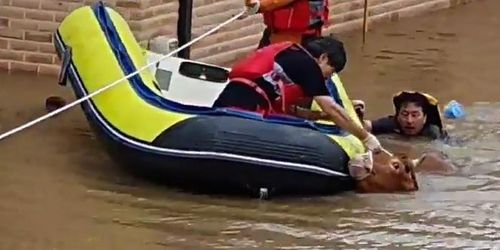 건태마을 소 구조작전[합천군 제공. 재판매 및 DB 금지]