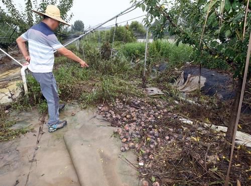 자두밭 침수 피해 [연합뉴스 자료사진]